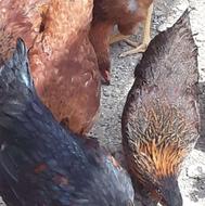 مرغ وار و اردک