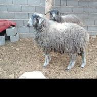 بره ماده سوز لنگه دوقلو دوقلوزا
