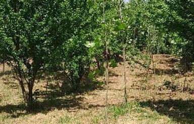 فروش زمین مسکونی