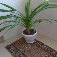 گل زیبا وسرحال