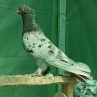 ماده سرور الماسی خال سیاه