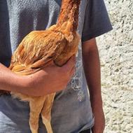 جوجه خروس لاری و جوجه مرغ لاری