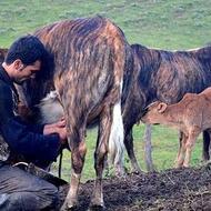 نیازمند کارگر برای گله گاو