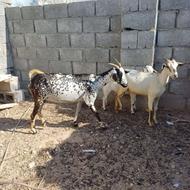 دامداری هرمزگات