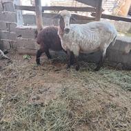 گوسفند وره مار با بره نر