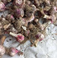 فروش سیر محلی