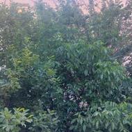 فرصت ویژه سرمایهگذاری و ساخت در بهترین نقطه گوهردشت