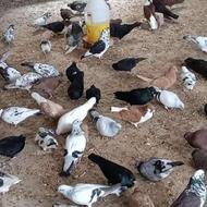 کبوتر برای