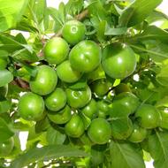 گوجه سبز شیرین