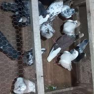 کبوتر پرشی اس