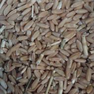 فروش گندم ابی