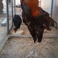 مرغ و خروس لاری
