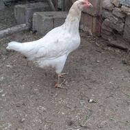 مرغ و فریح روستایی تخمگذار وکرچ شو