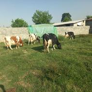فروش گاوماده شیری دورگه محلی
