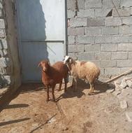 بره نر دوراس گوسفند نر سیلک