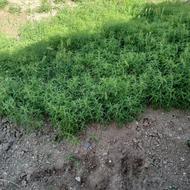 گسکه شاری جارو