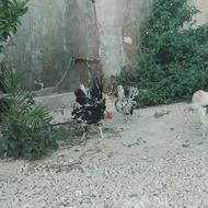 نیمچه مرغ و خروس گلین