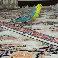 مرغ عشق دستی