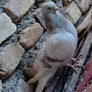 کبوتر سوسنی دم سفید ماده