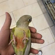 طوطی گرینچیک سوپر رام دون خور