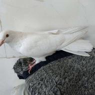 کبوترسفیدچشم زردنرسالم به شرط سنگین پرش عالی