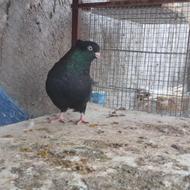 کبوتر زاق ابادانی