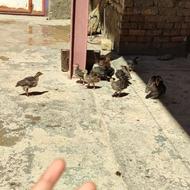 جوجه بوقلمون35روزه جوجه مرغ 35 روزه