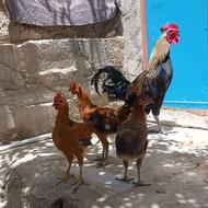 مرغ و خروس محلی