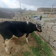 گوساله نر هلشتاین