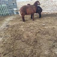 چهار رأس بره نر