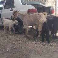 تعدادی گوسفند ماده برای قربانی