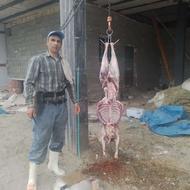قصاب سیار درمحل هشتگرد کشتار گوساله و گوسفند