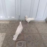 جوجه کبوتر