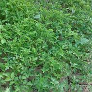 نهال گوجه گیلاسی