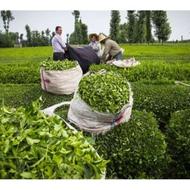 چای بهاره سرگل لاهیجان