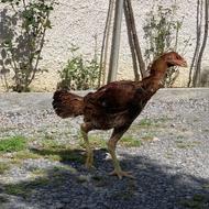 مرغ لاری افغان