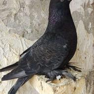 کبوتر لانگ فیس