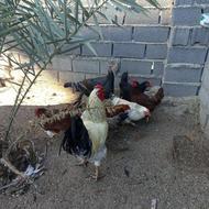 فروش مرغ محلی تخم گذار یکساله