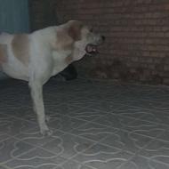 واگذاری سگپژدرنصلدار