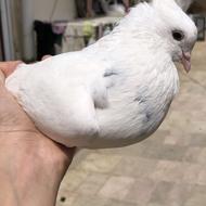 کبوتر گم شده