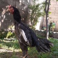خروس لاری فروشی