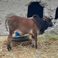 گاونر‌چاق‌‌‌برای‌‌قربانی