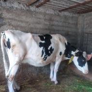 گوساله وگاو
