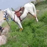 اسب مادیان
