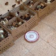 جوجه گلپایگانی اصلاح نژاد شده دو منظوره