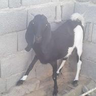 گوسفند گتاچ‌