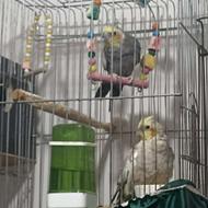 طوطی عروس سالم وسرحال