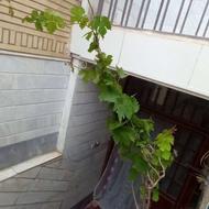 درخت انگور بزرگ
