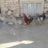 چهارعدد خروس محلی