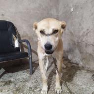 واگزاری سگ گله نژادسرابی
